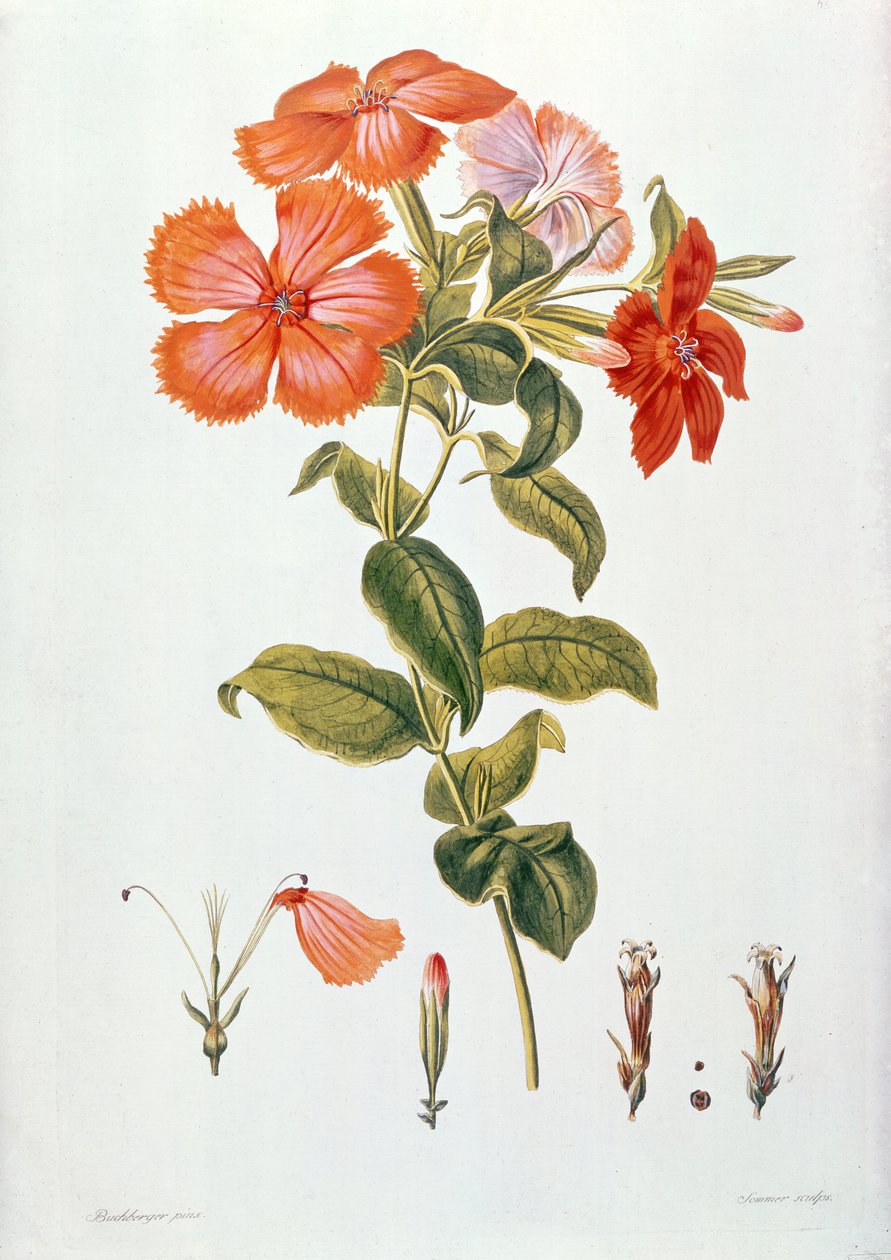 Lychnis coronaria, från `Thesaurus Botanicus