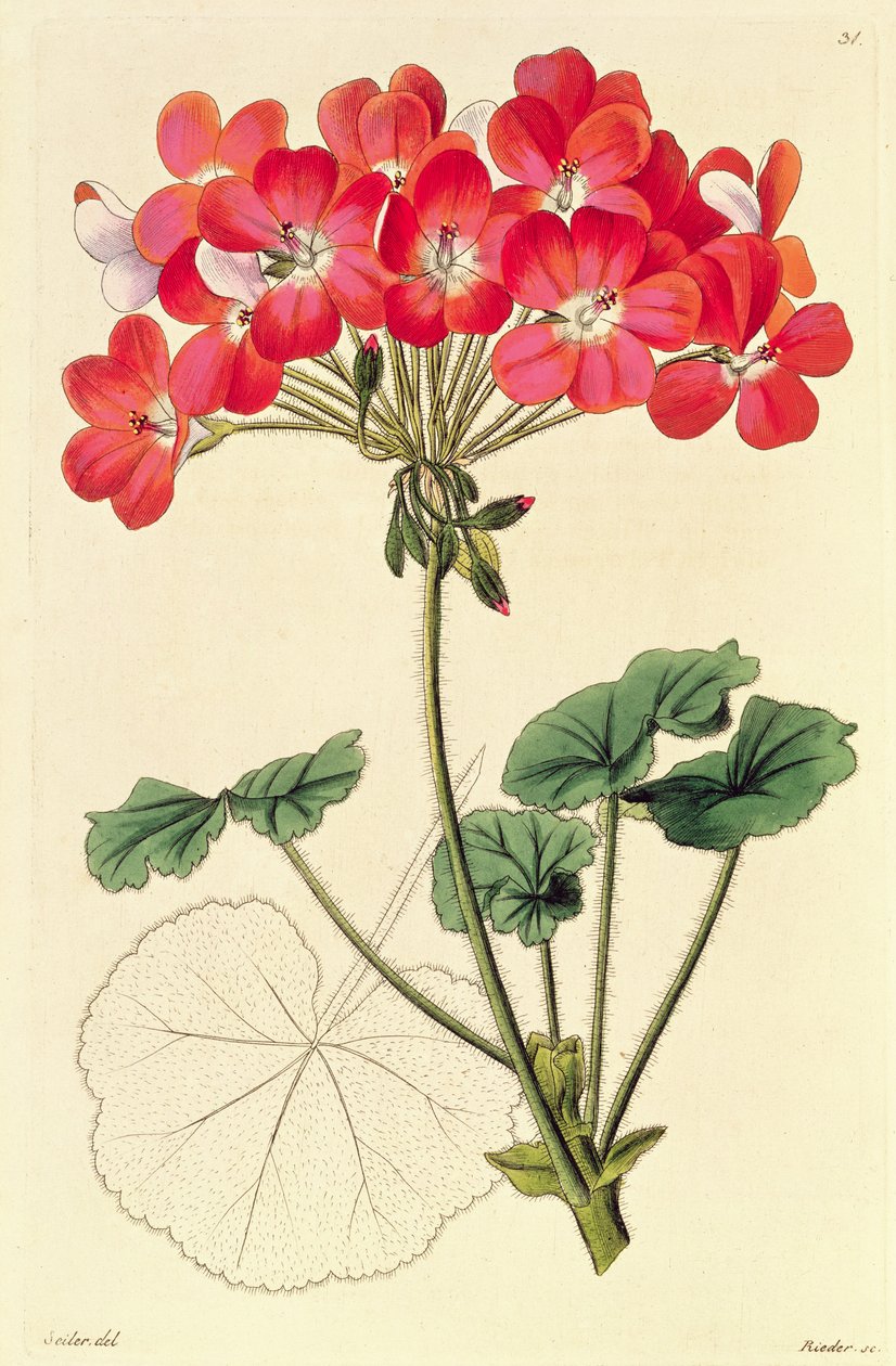 Pelargonium från "Neu Arten von Pelargonium", ca 1825-34 av Leopold Trattinick