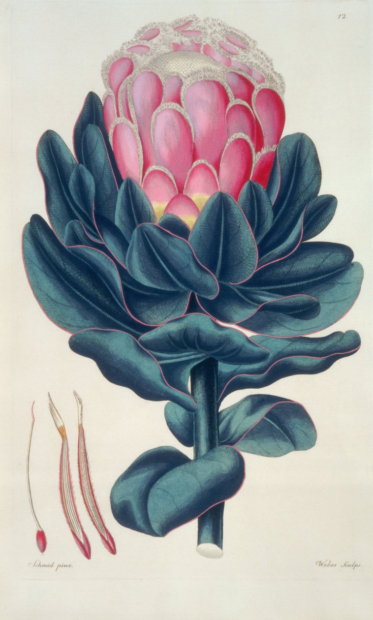 Protea speciosa, Perigonia pistillum (pl.12) från `Thesaurus Botanicus