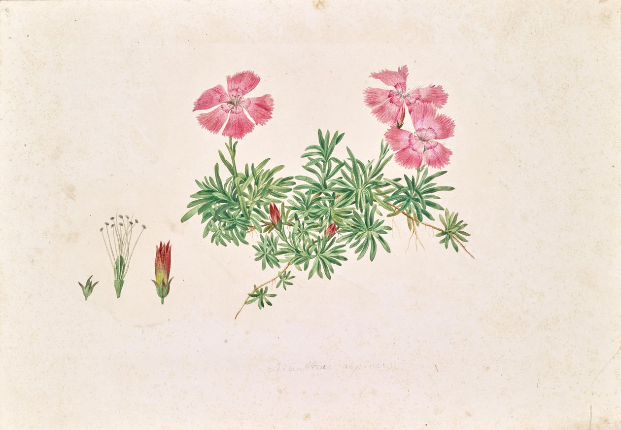 Alpnejlika (Dianthus alpinus) av Leopold von Stoll