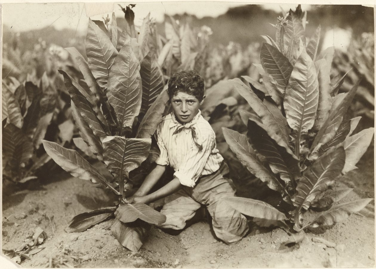Tioårig plockare på Gildersleeve Tobacco Farm av Lewis W. Hine