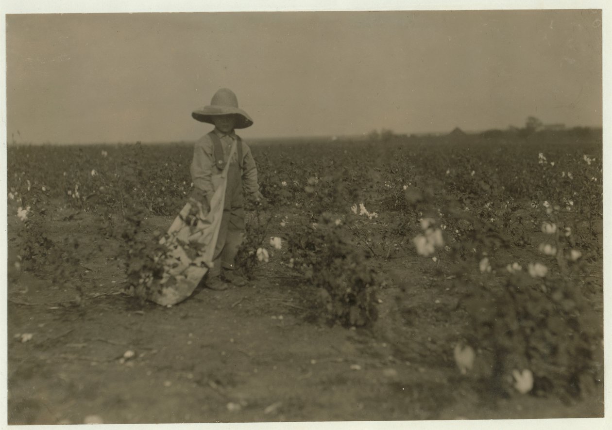 5-åriga Willie Hesse plockar 15 pund bomull om dagen på sina föräldrars 80 hektar stora gård nära West, Texas, 1913 av Lewis Wickes Hine