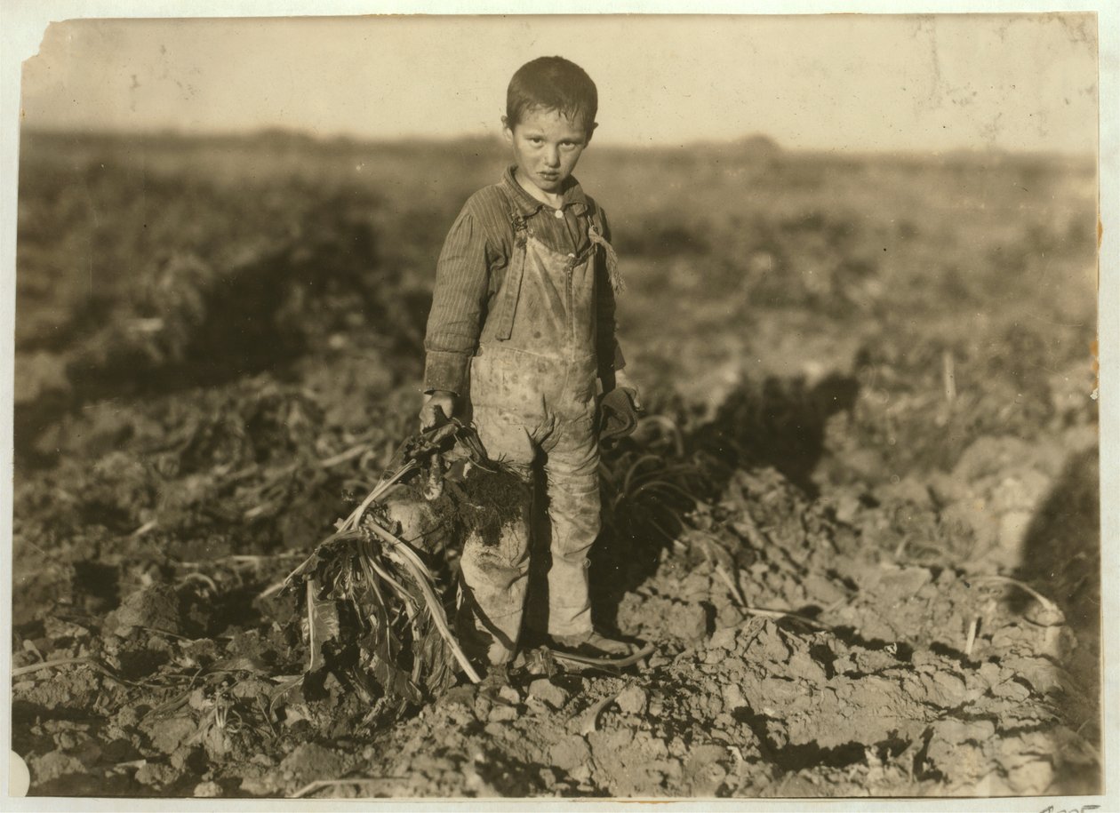 6-åriga Jo drar sockerbetor på en gård nära Sterling, Colorado, 1915 av Lewis Wickes Hine