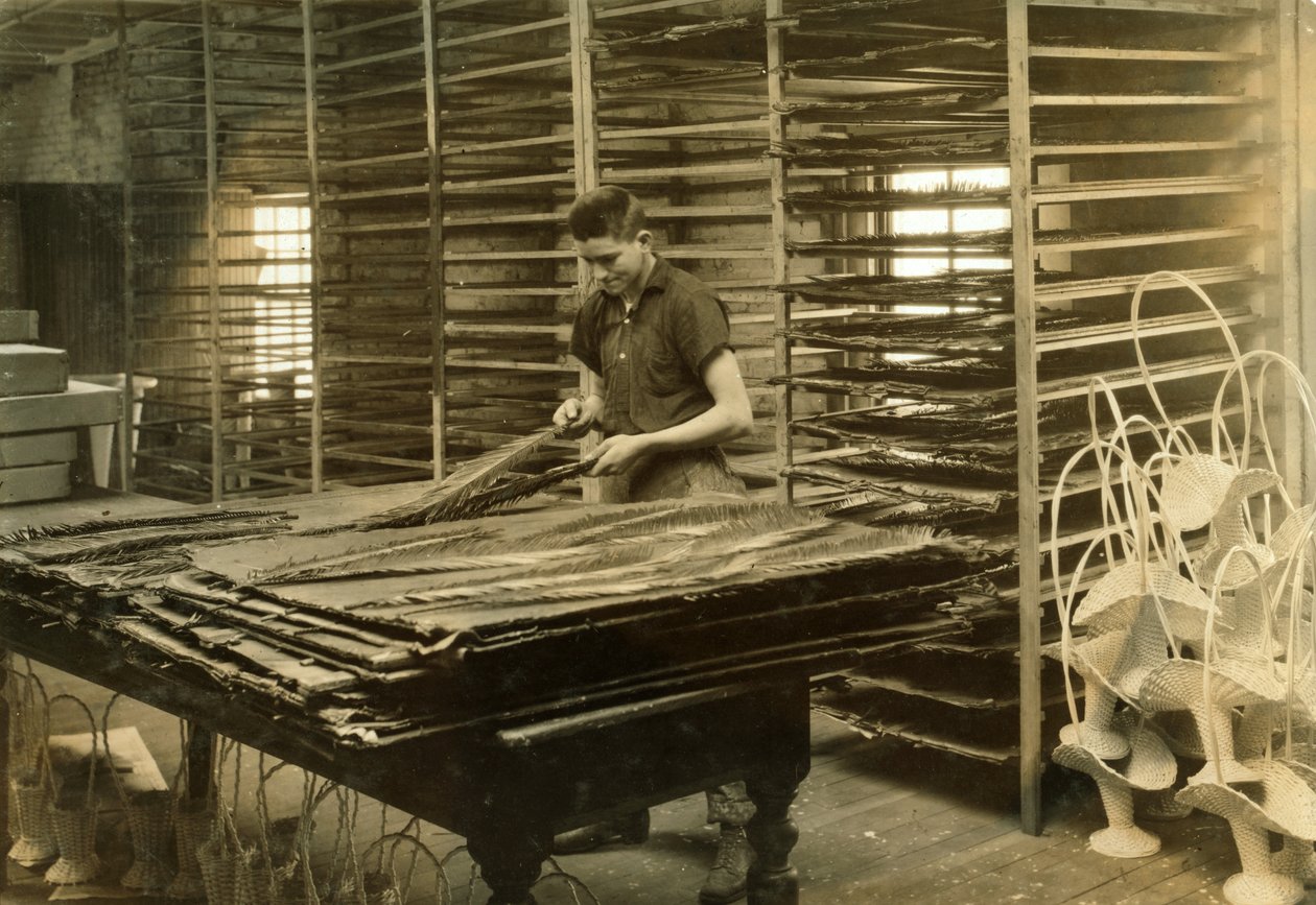 En 15-årig pojke sorterar cycasblad på Boston Floral Supply Company av Lewis Wickes Hine