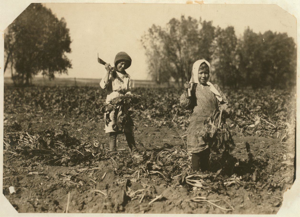 Amelia och Mary Luft, 9 och 12, skär sockerbetor på gården nära Sterling, Colorado, 1915 av Lewis Wickes Hine