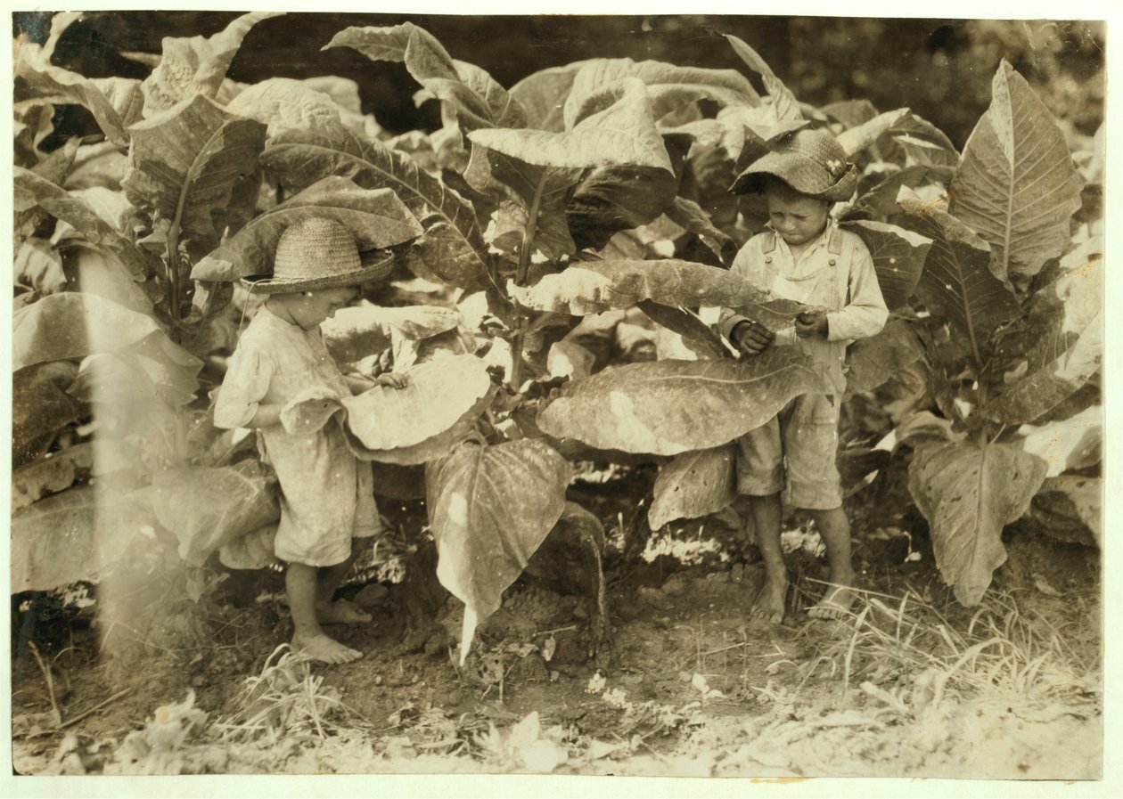 Amos 6 år och Horace 4 år, som sår och suger tobak hela dagen åt sin far John Neal i Warren County, Albaton, Kentucky, 1916. av Lewis Wickes Hine