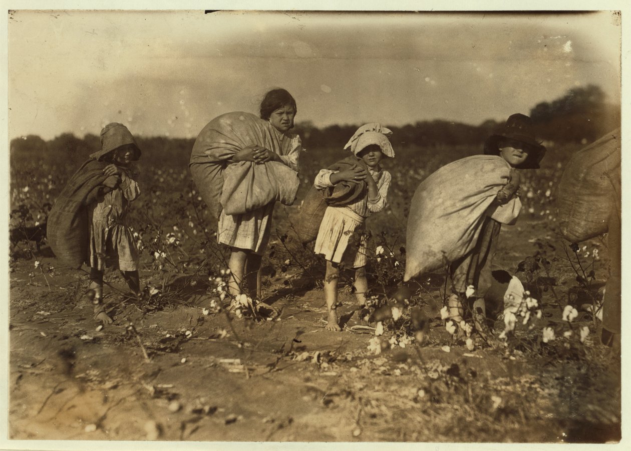 Edith 5 och Hughie 6 plockar bomull hela dagen, Alton 7 plockar 50 pund och Ruth 9 plockar 75 pund, på H.M. Lanes gård, Bells, Texas, 1913. av Lewis Wickes Hine
