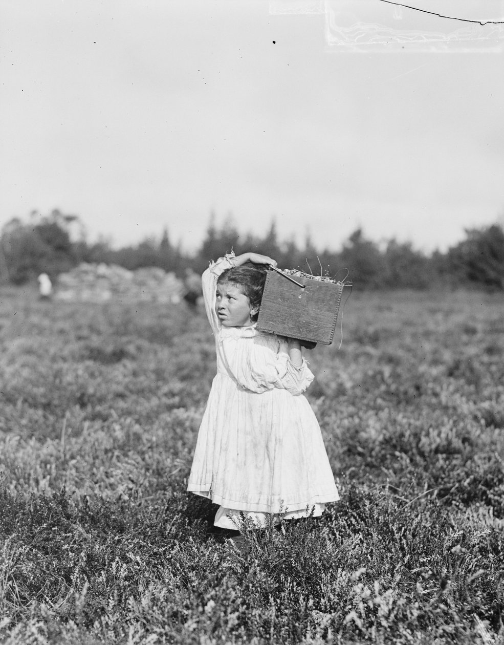 Åttaåriga Jennie Camillo från Philadelphia plockar tranbär vid Theodore Budd
