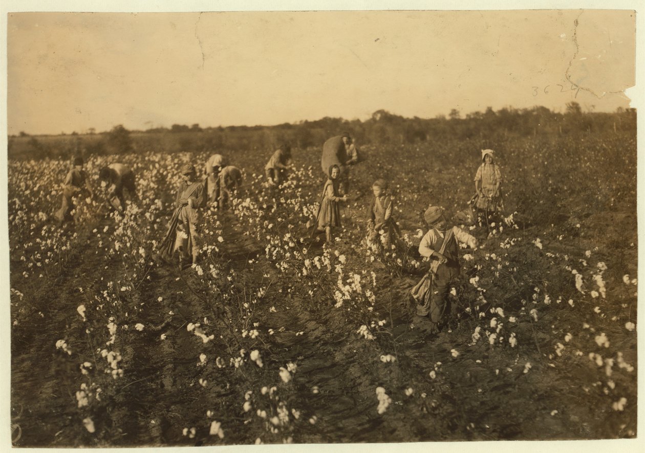 Familjen plockade bomull nära McKinney, Texas, 1913 av Lewis Wickes Hine