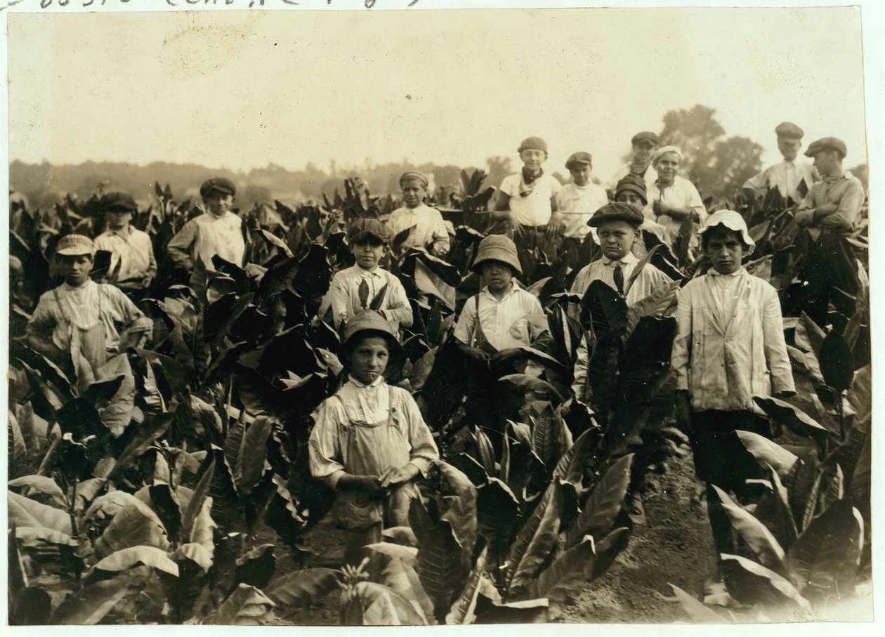 Goodrich Tobacco Farm, nära Gildersleeve, Connecticut, 1917 av Lewis Wickes Hine