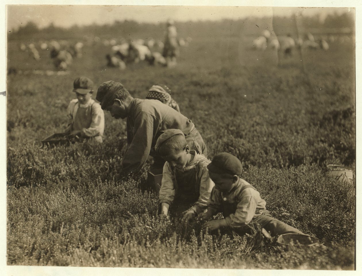 Jo Arnao 3, plockade tranbär med sin bror 6 och syster 9 i Whites Bog, Browns Mills, New Jersey, 1910 av Lewis Wickes Hine
