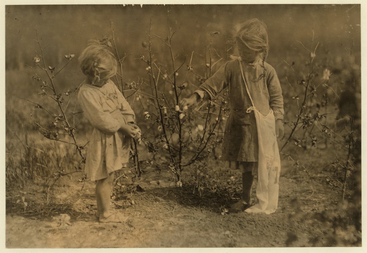 Millie, 4 år, plockar 8 pund bomull om dagen och Nellie 5, plockar 30 på en gård nära Houston, Texas, 1913 av Lewis Wickes Hine
