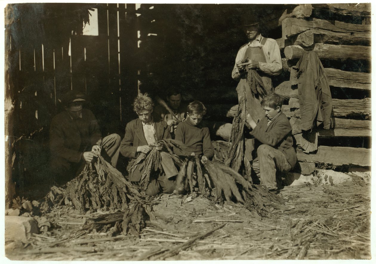 Söner till J.H. Burch i åldern 12, 14 och 17 år som strippar tobak under skoltid i Warren County, Rockfield, Kentucky, 1916 av Lewis Wickes Hine