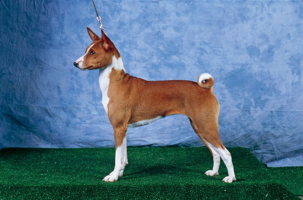 Basenji Dog (Foto) av Unbekannt Unbekannt
