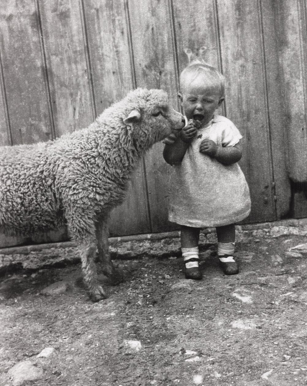 Lamm intresserar sig för ett litet barns mellanmål, ca 1930-talet av Unbekannt Unbekannt