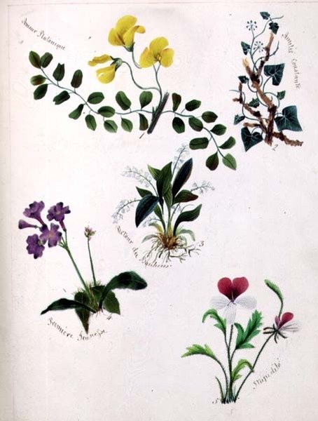 Vilda blommor (sida från en skissbok med vers) av Lili Cartwright