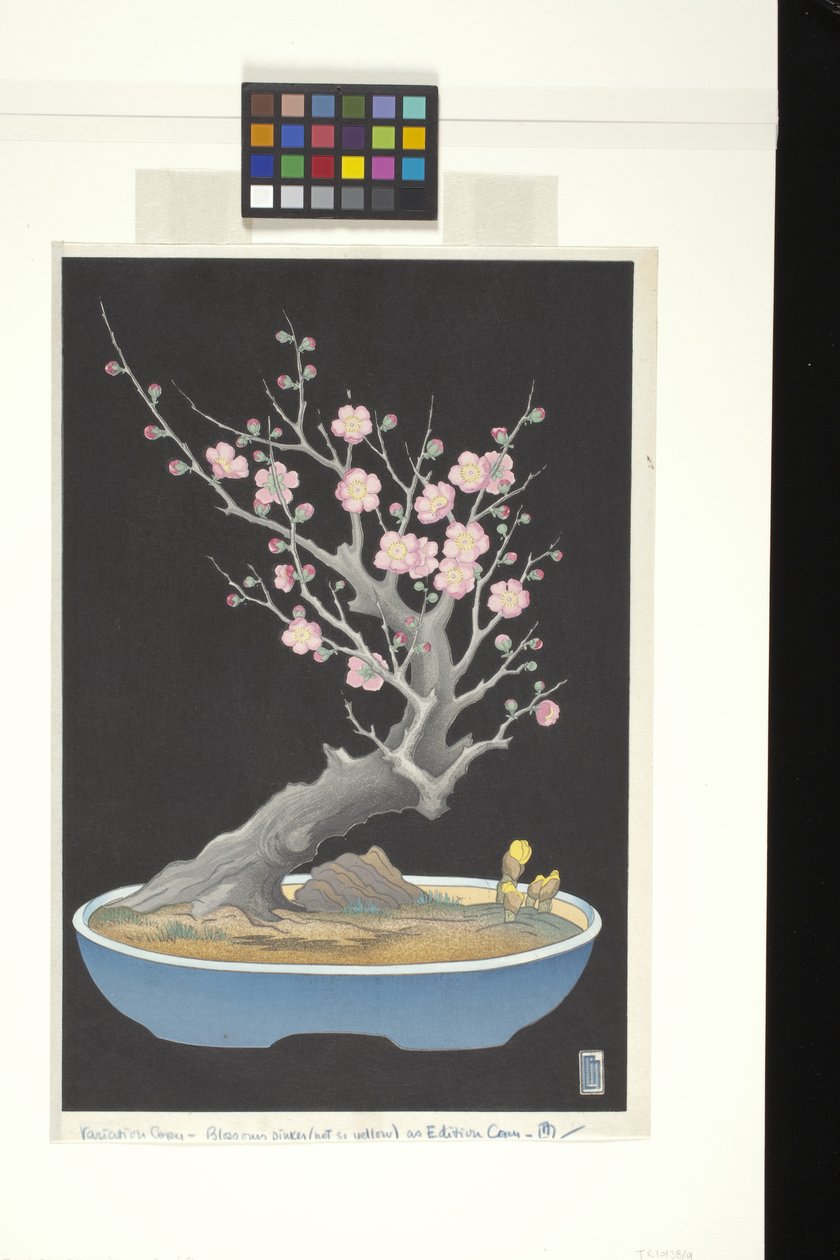 Japansk dvärgplommon (trätryck i färg) av Lilian May Miller