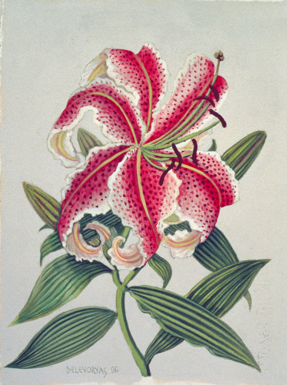 Botanical Lily, 1996 (wc på papper) av Lillian Delevoryas