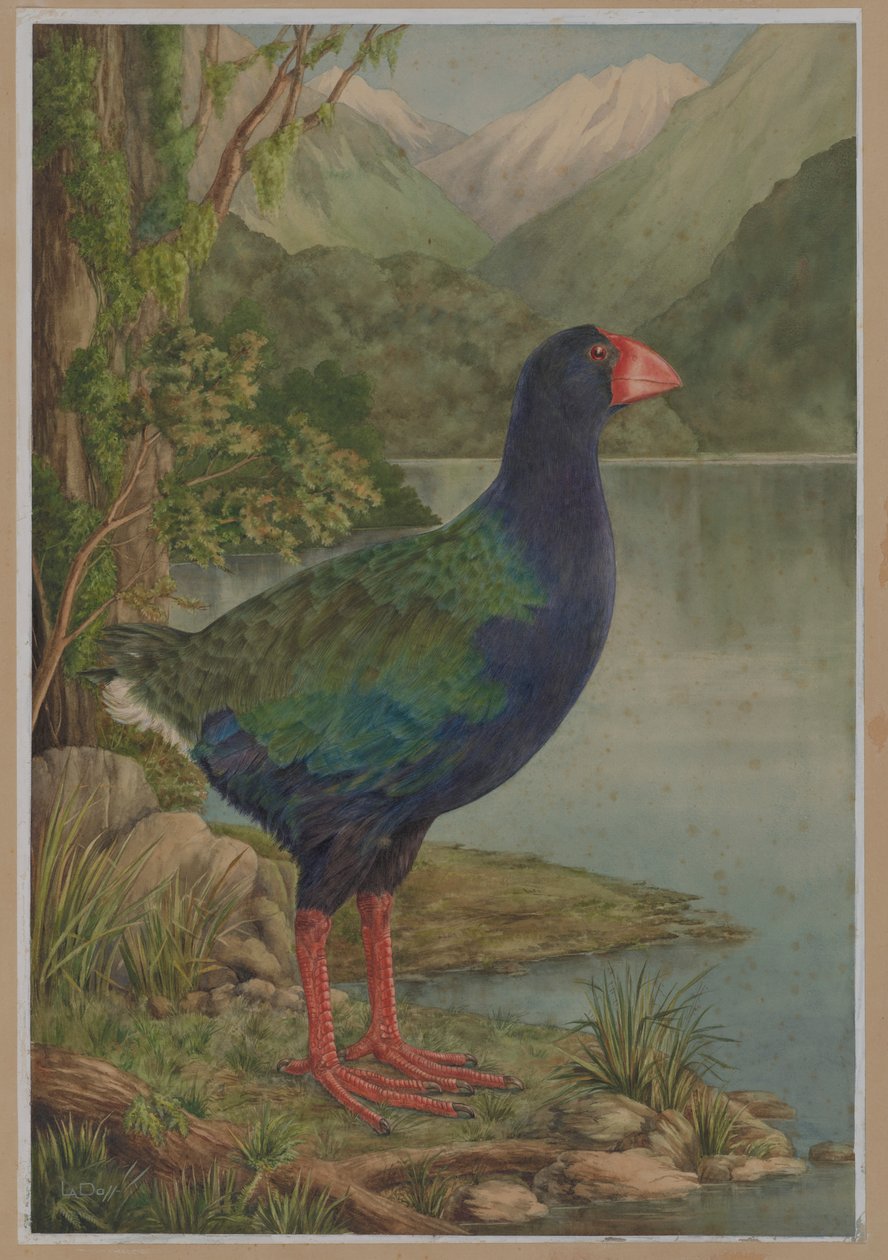 Akvarell illustration av takahe av Lily Attey Daff
