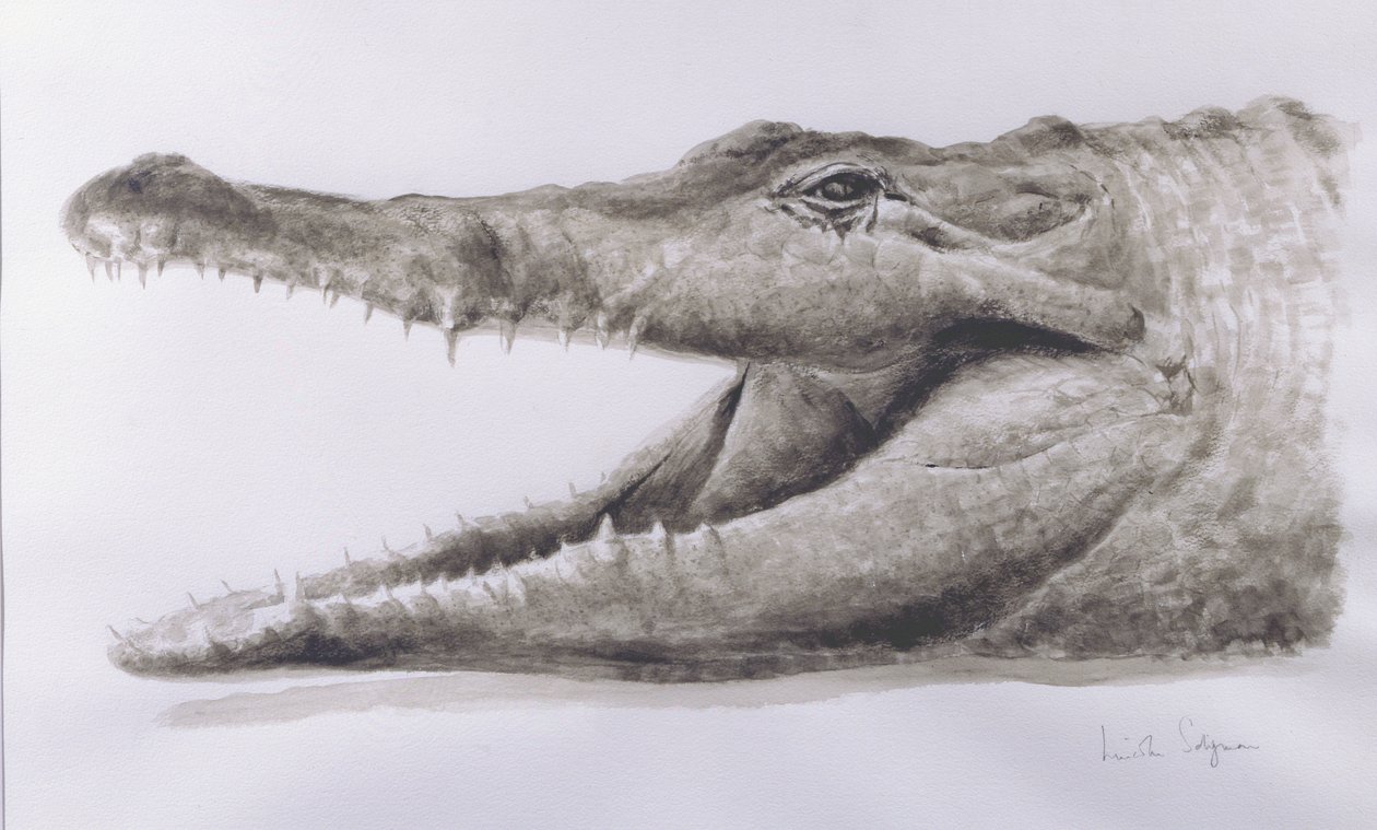 Krokodil, 2005 (akryl) av Lincoln Seligman
