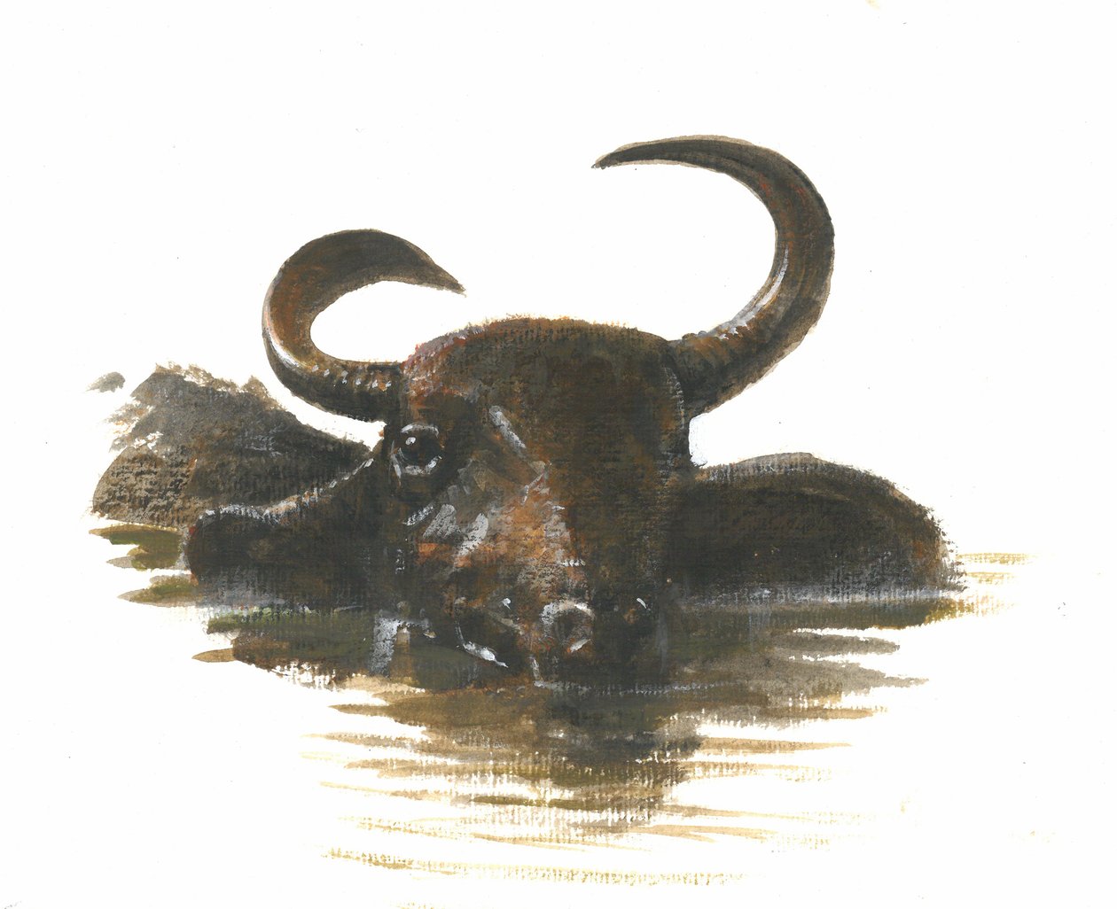 Vattenbuffel, 2015 wc på papper av Lincoln Seligman