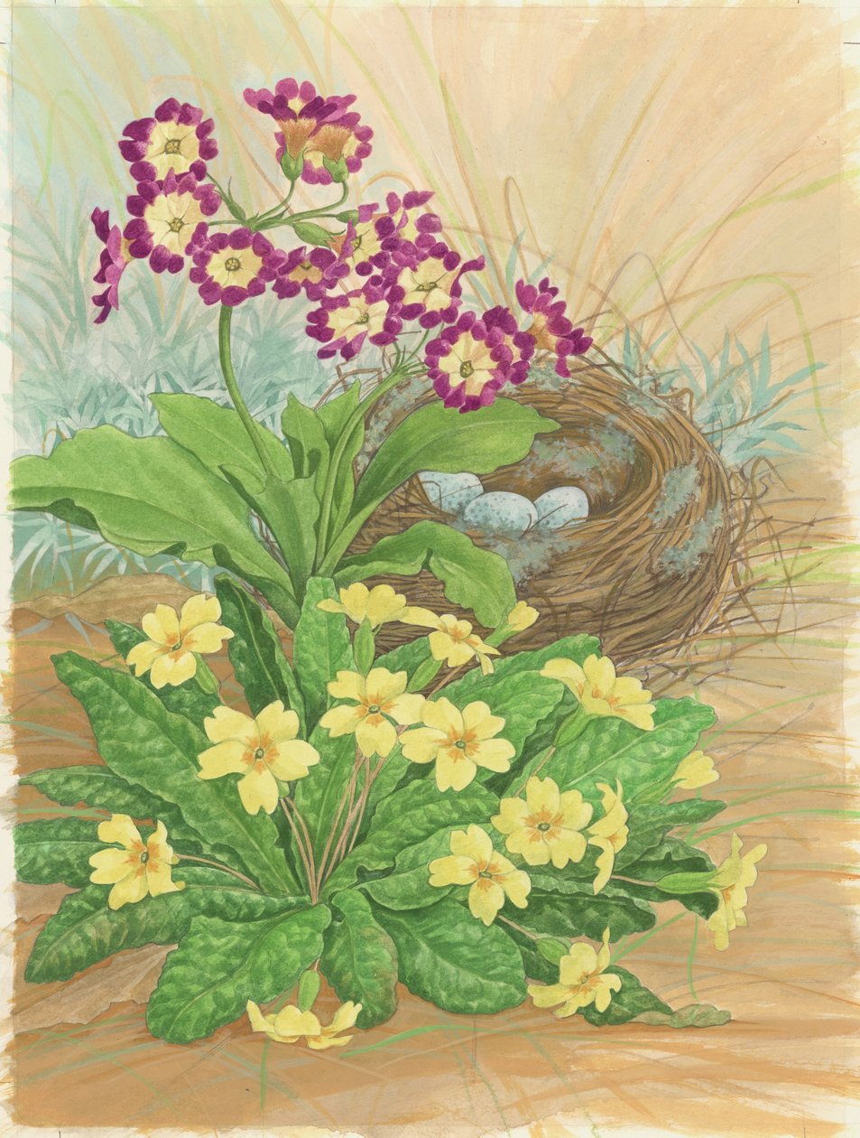 Auricula, Primrose and Nest, 1998 (wc på papper) av Linda Benton