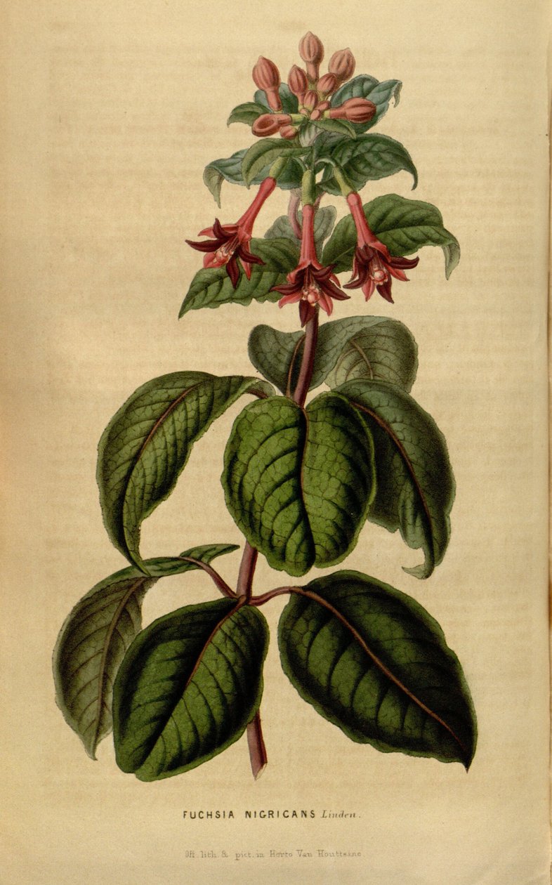 Fuchsia sylvatica av Linden
