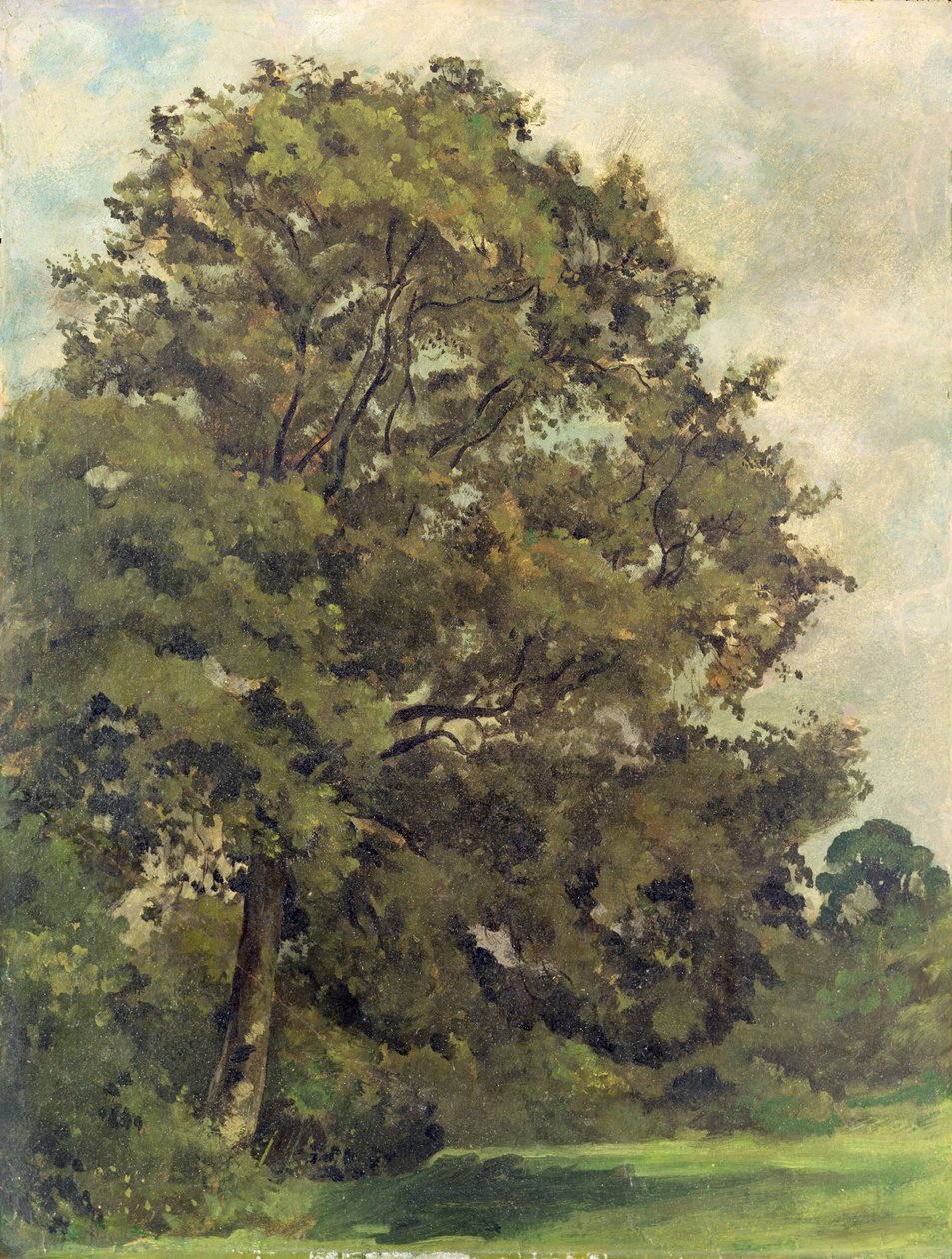 Study of an Ash Tree, c.1851 (olja på papper på panel) av Lionel Constable