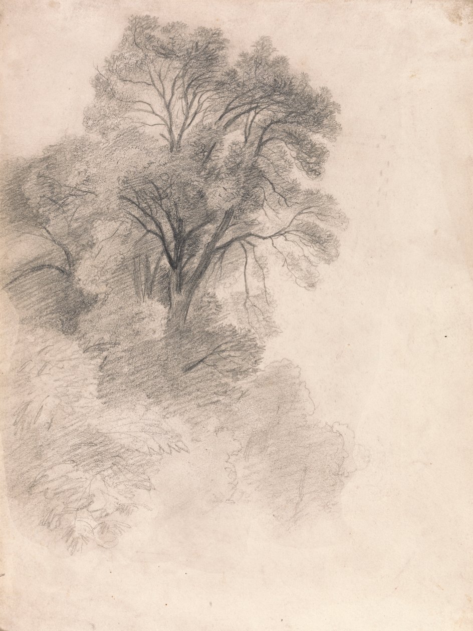 Studie av askträd av Lionel Constable