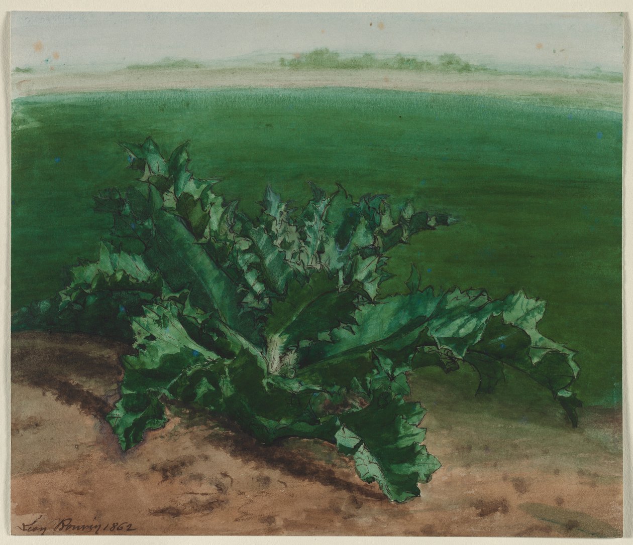 Studie av en växt, möjligen tistel, 1862. av Léon Bonvin