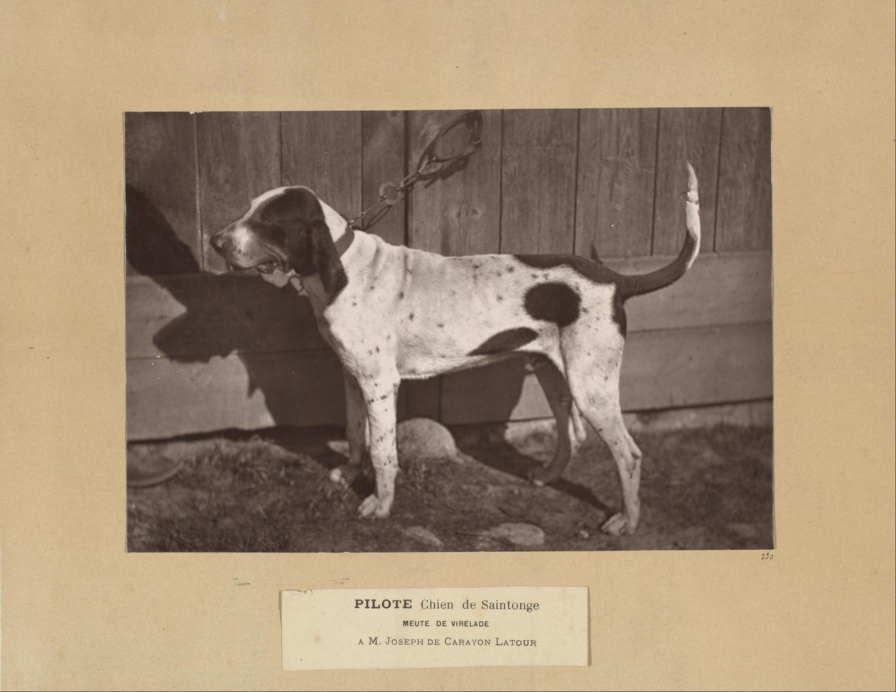 Pilote, Chien de Saintonge, Meute de Virelade, A.M. Joseph de Carayon Latour av Leon Cremiere