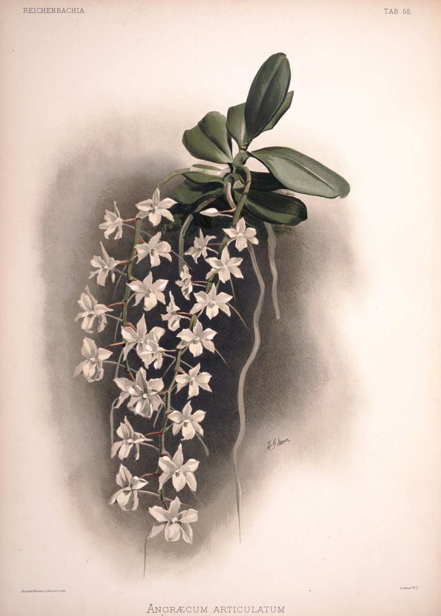 Aerangis articulata, syn.: Angraecum articulatum av London H. Sotheran and Co.