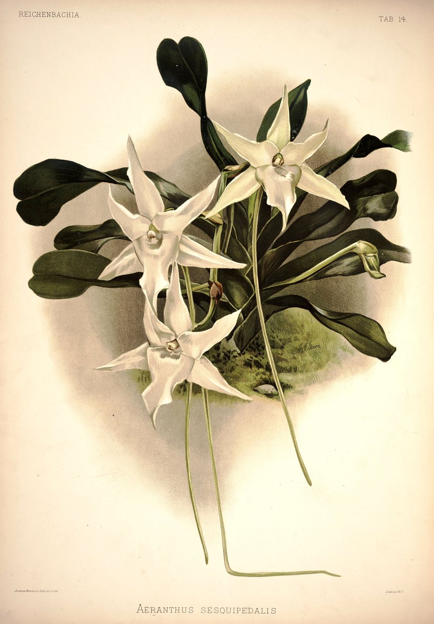 Angraecum sesquipedale av London H. Sotheran and Co.