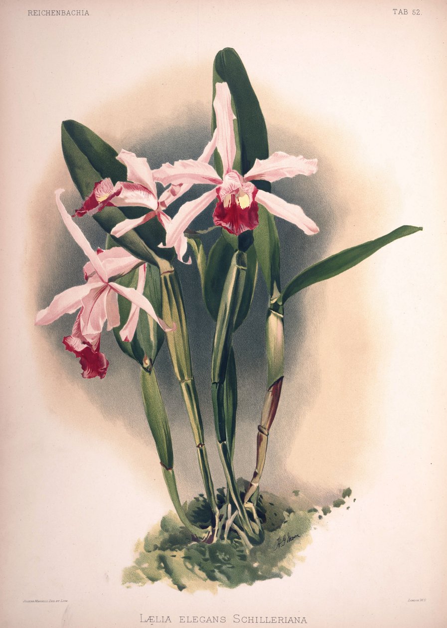 Cattleya × elegans, synonym: Laelia × elegans var. schilleriana av London H. Sotheran and Co.