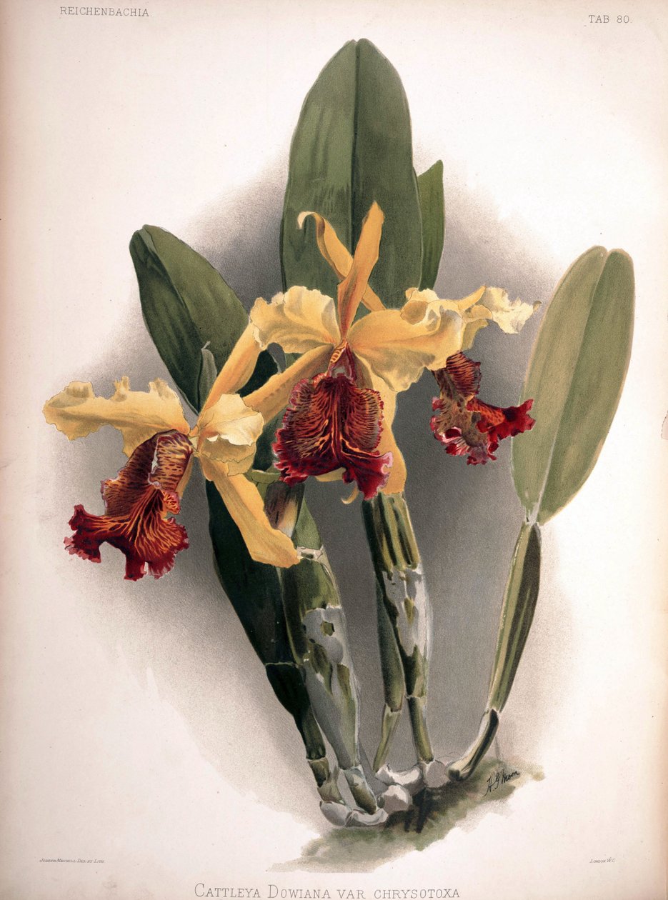 Cattleya dowiana var. aurea som syn.: Cattleya dowiana var. chrysotoxa av London H. Sotheran and Co.