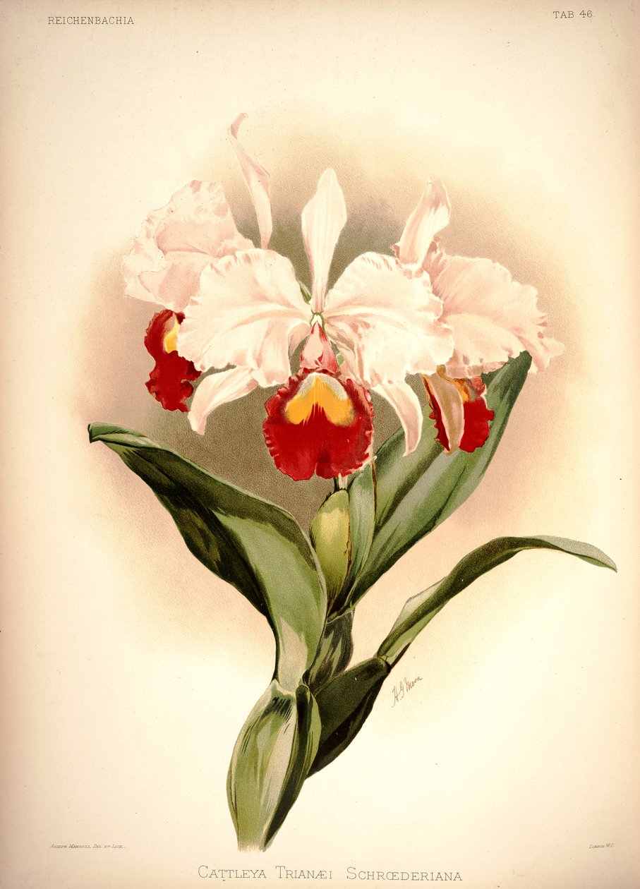 Cattleya trianae av London H. Sotheran and Co.