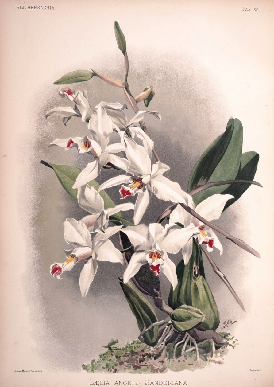 Laelia anceps, syn.: Laelia anceps var. sanderiana av London H. Sotheran and Co.