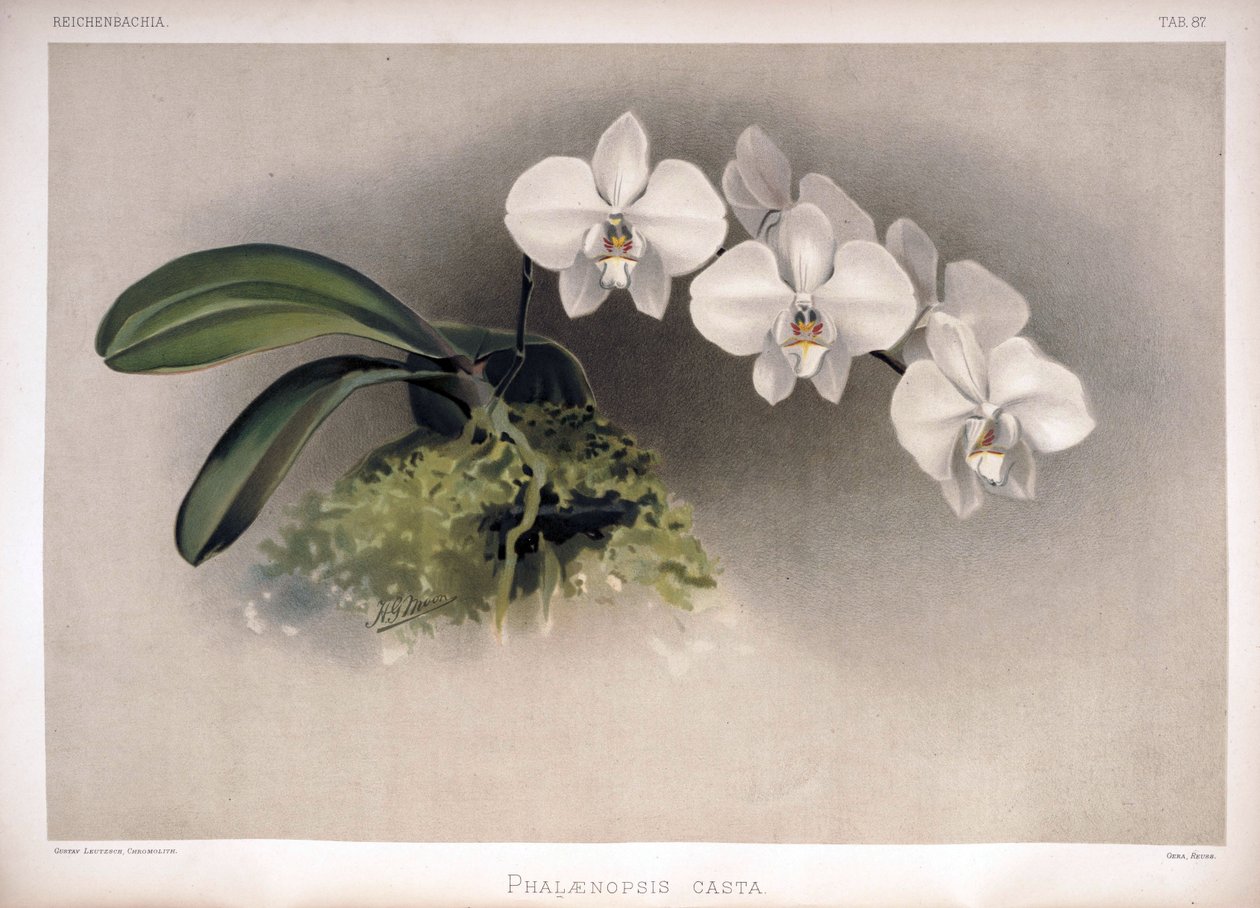 Phalaenopsis × Leucorrhoda som syn av London H. Sotheran and Co.