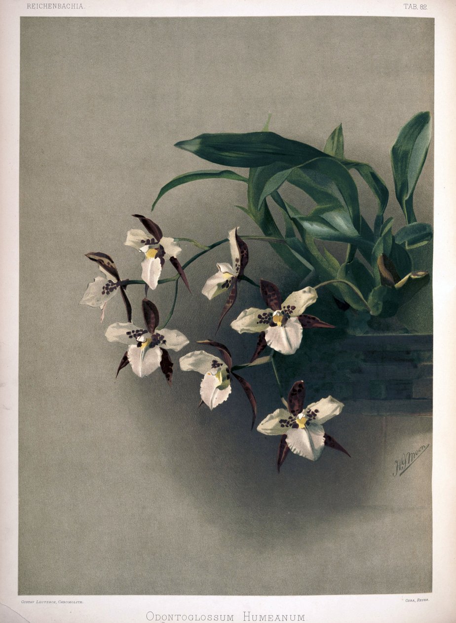 Rhynchostele × humeana as syn: Odontoglossum × humeanum av London H. Sotheran and Co.