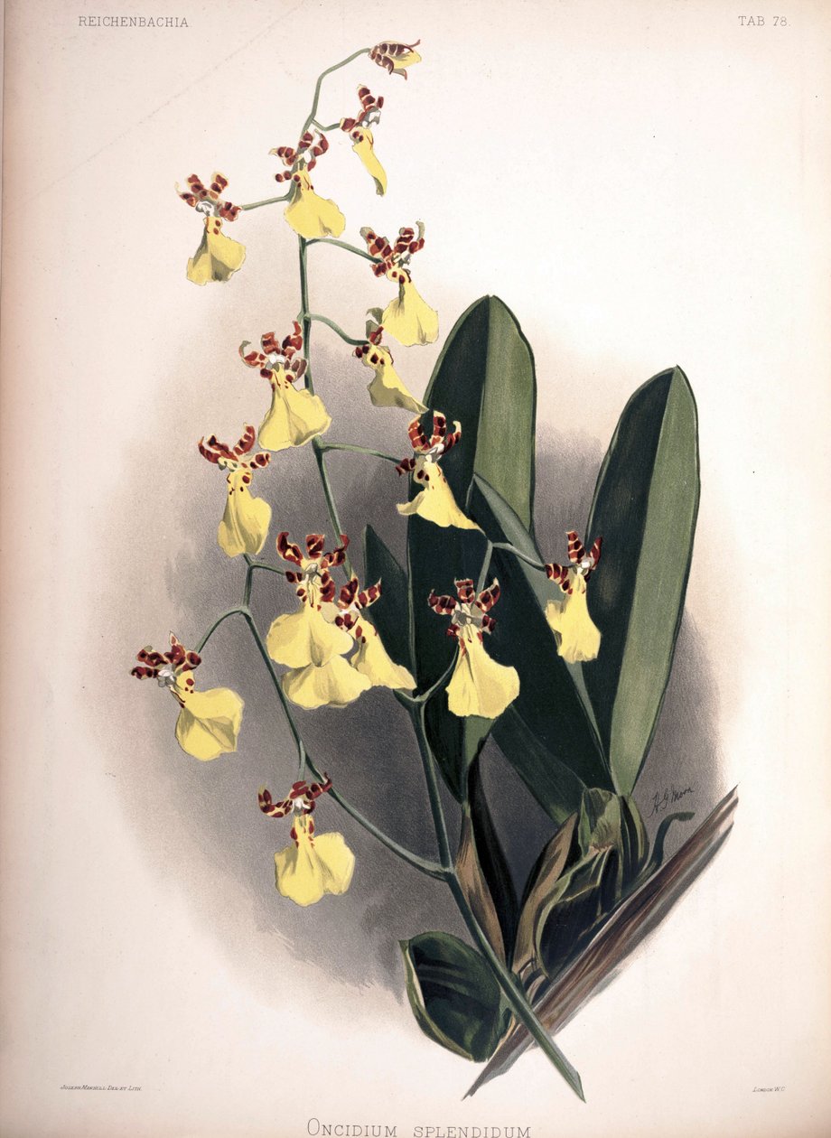 Trichocentrum splendidum som syn.: Oncidium splendidum av London H. Sotheran and Co.