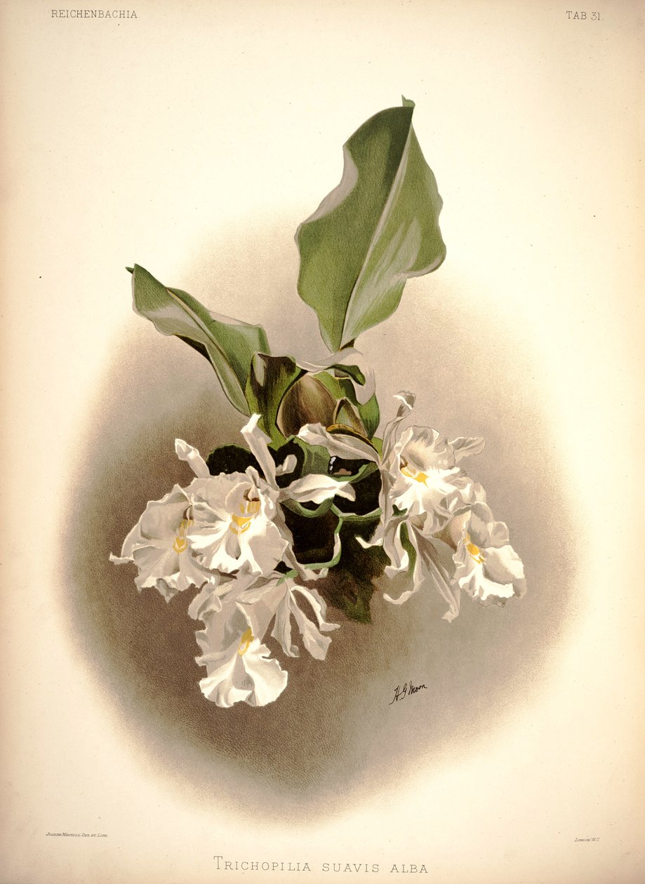 Trichopilia söt av London H. Sotheran and Co.