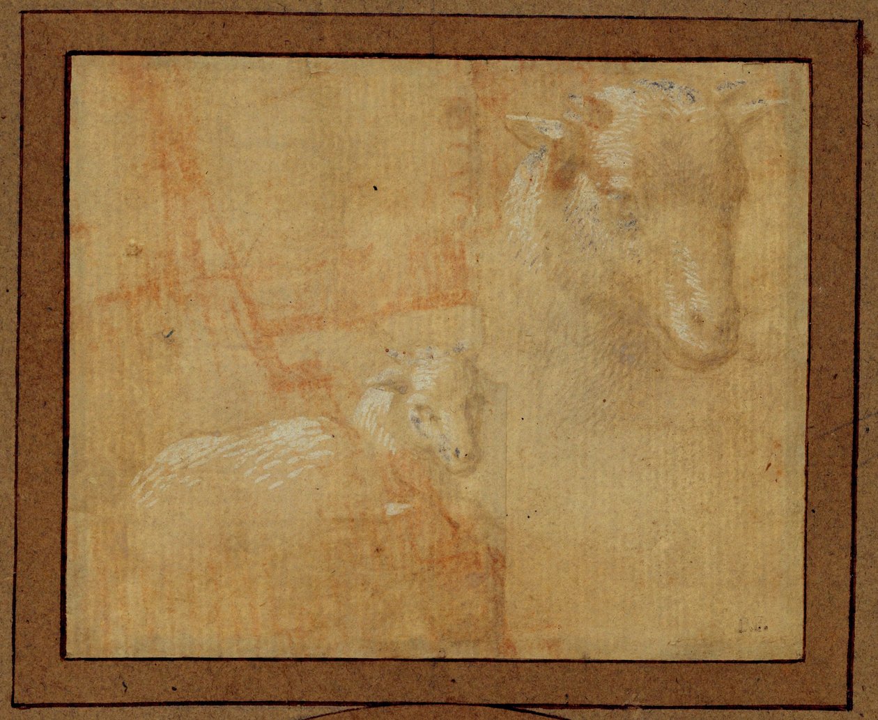 Studie av ett lamm. Silverpenna, grå lav på ljusrosa papper ... av Lorenzo di Credi