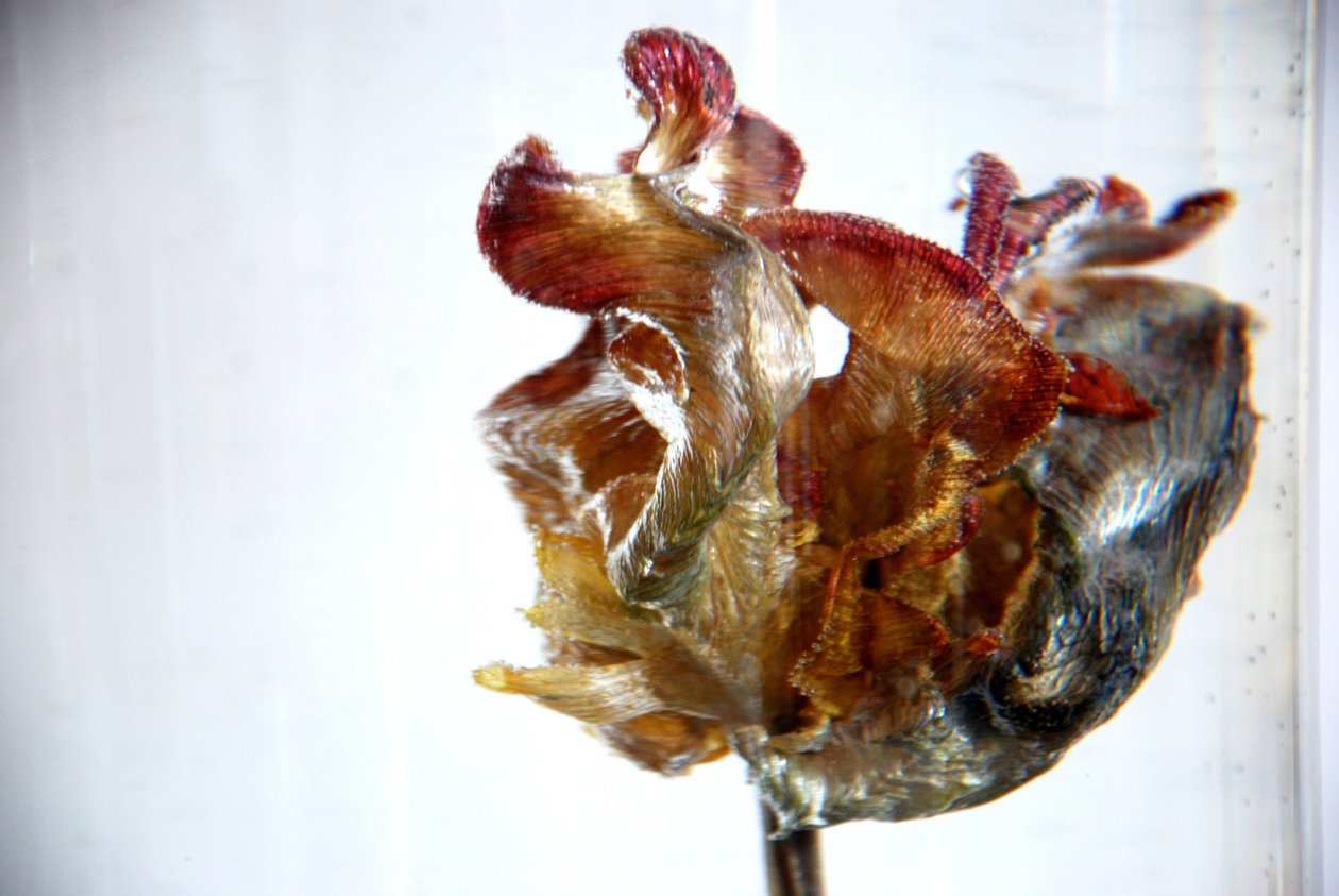 Water Tulip 4, 2013, fotografi av Lou Gibbs