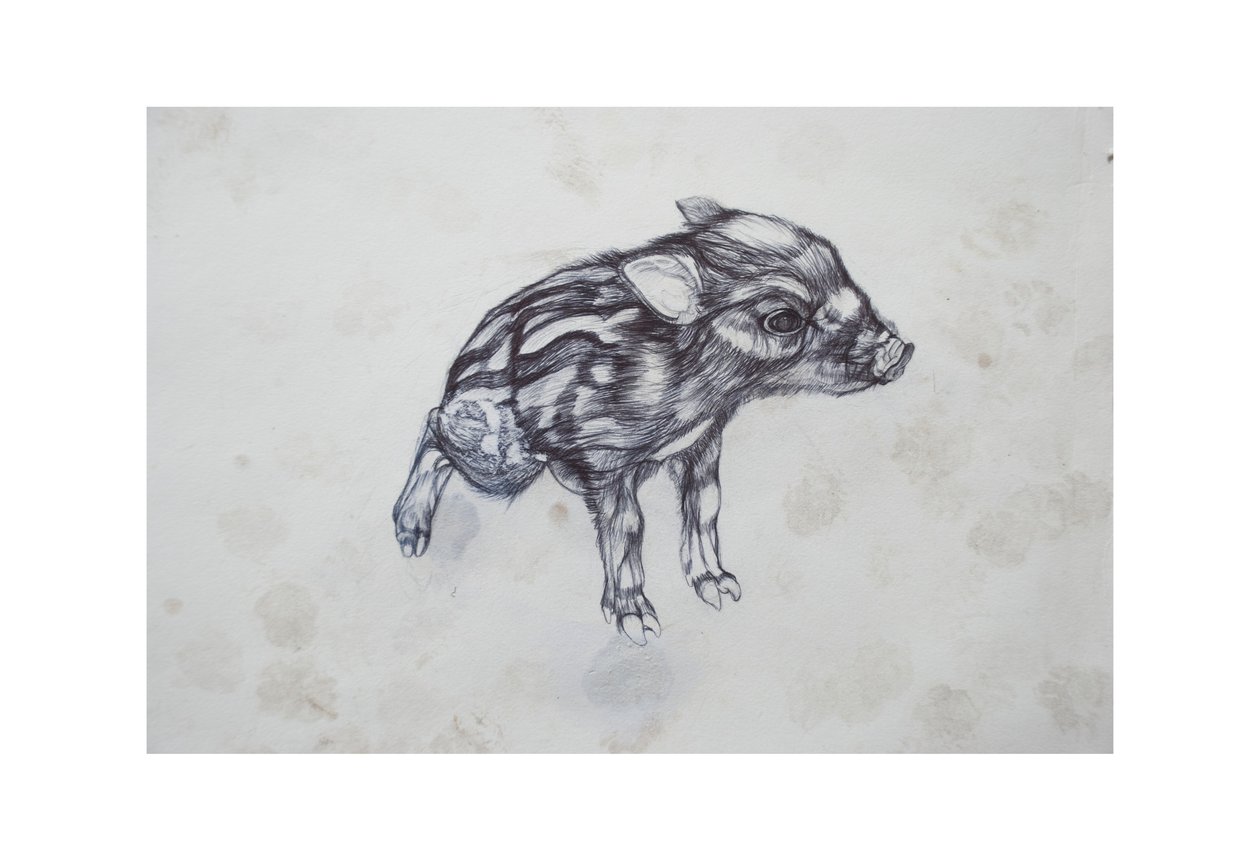 Little Pig, 2015, (bic biro på papper) av Lou Gibbs