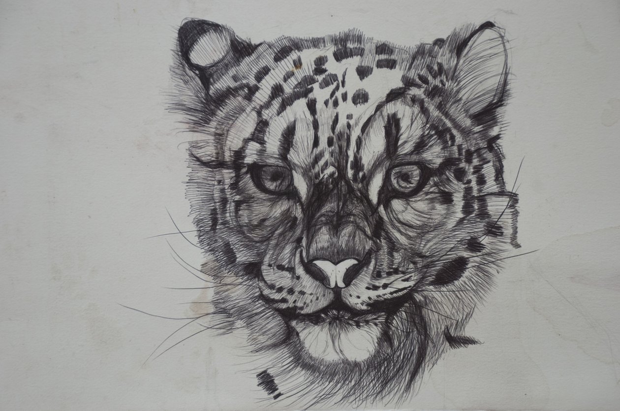 Snow Leopard, 2016, (bic biro på papper) av Lou Gibbs