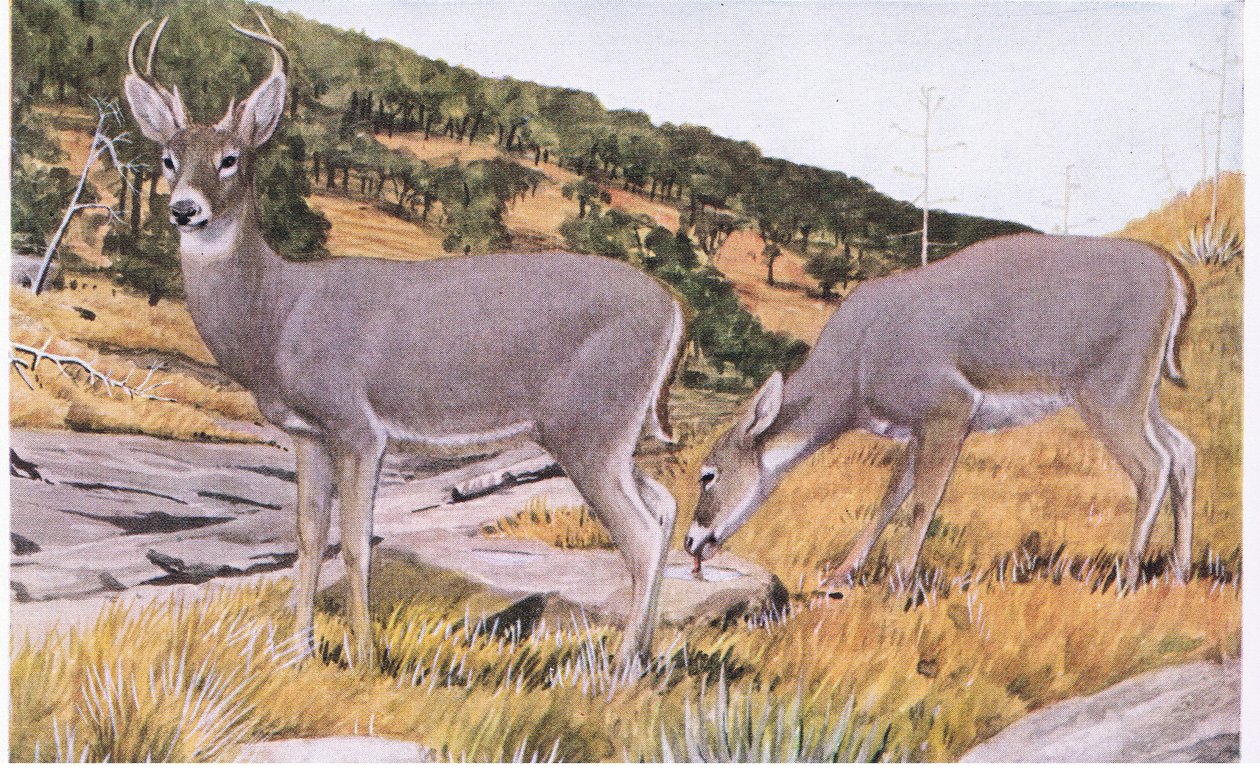 Arizona Whitetail liten och svårfångad med en rostig brun päls på sommaren av Louis Agassiz Fuertes