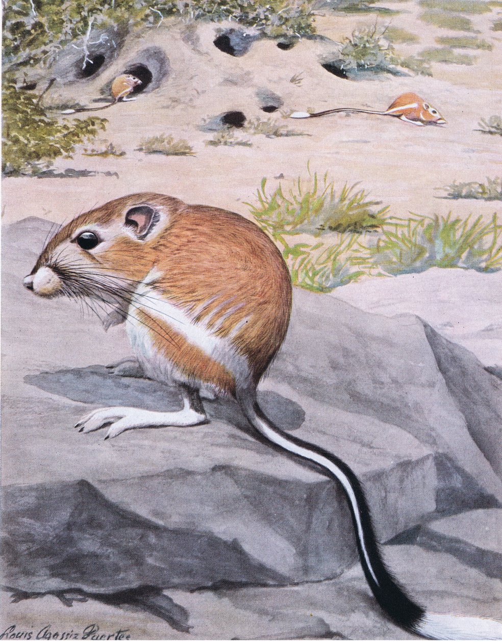 Banner Tailed Kangaroo Rat, djärva ränder och en elegant vit spetsad svans av Louis Agassiz Fuertes