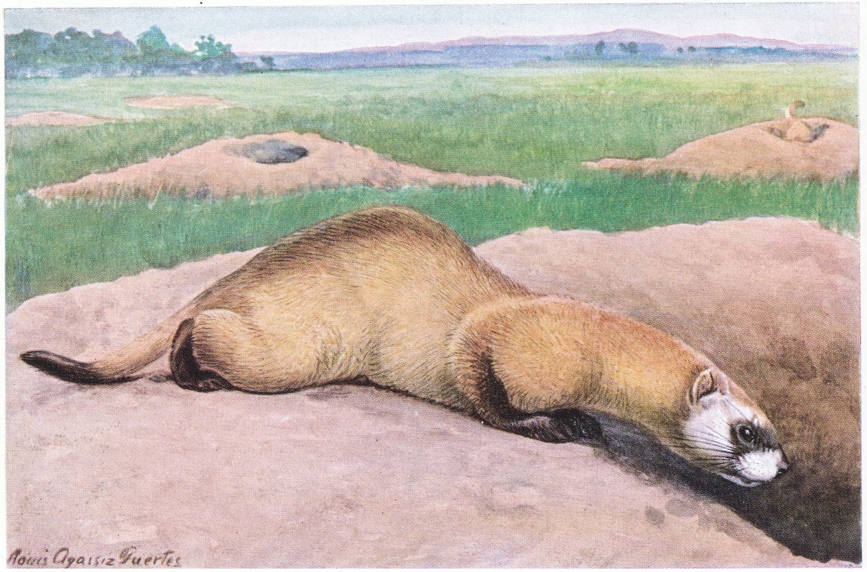 Svartfotad iller, svart mask, fötter och svansspets, ett av Amerikas sällsynta däggdjur av Louis Agassiz Fuertes