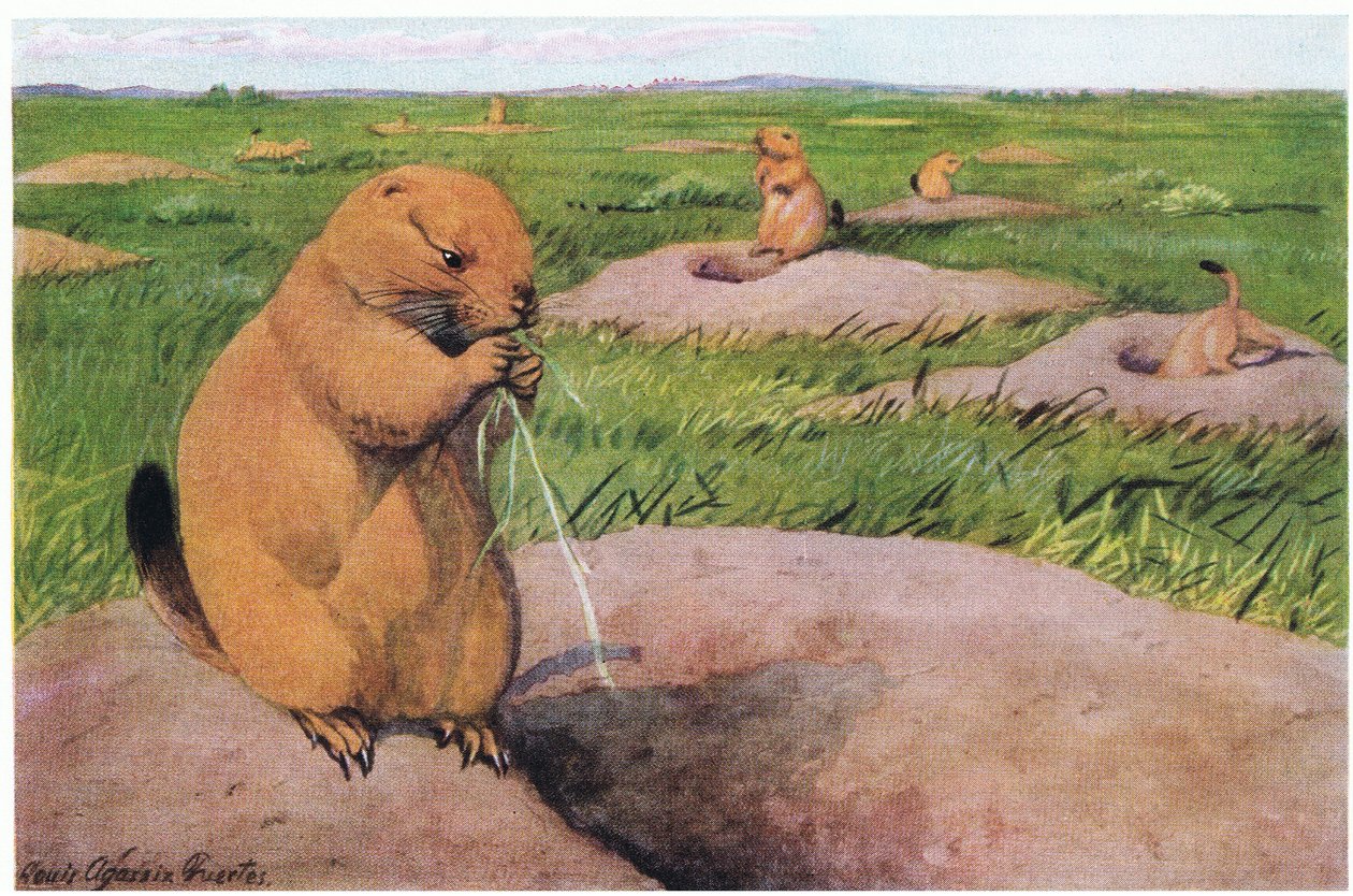 Black Tailed Prairie Dogs håller gräsmattor korta för fri utsikt av Louis Agassiz Fuertes
