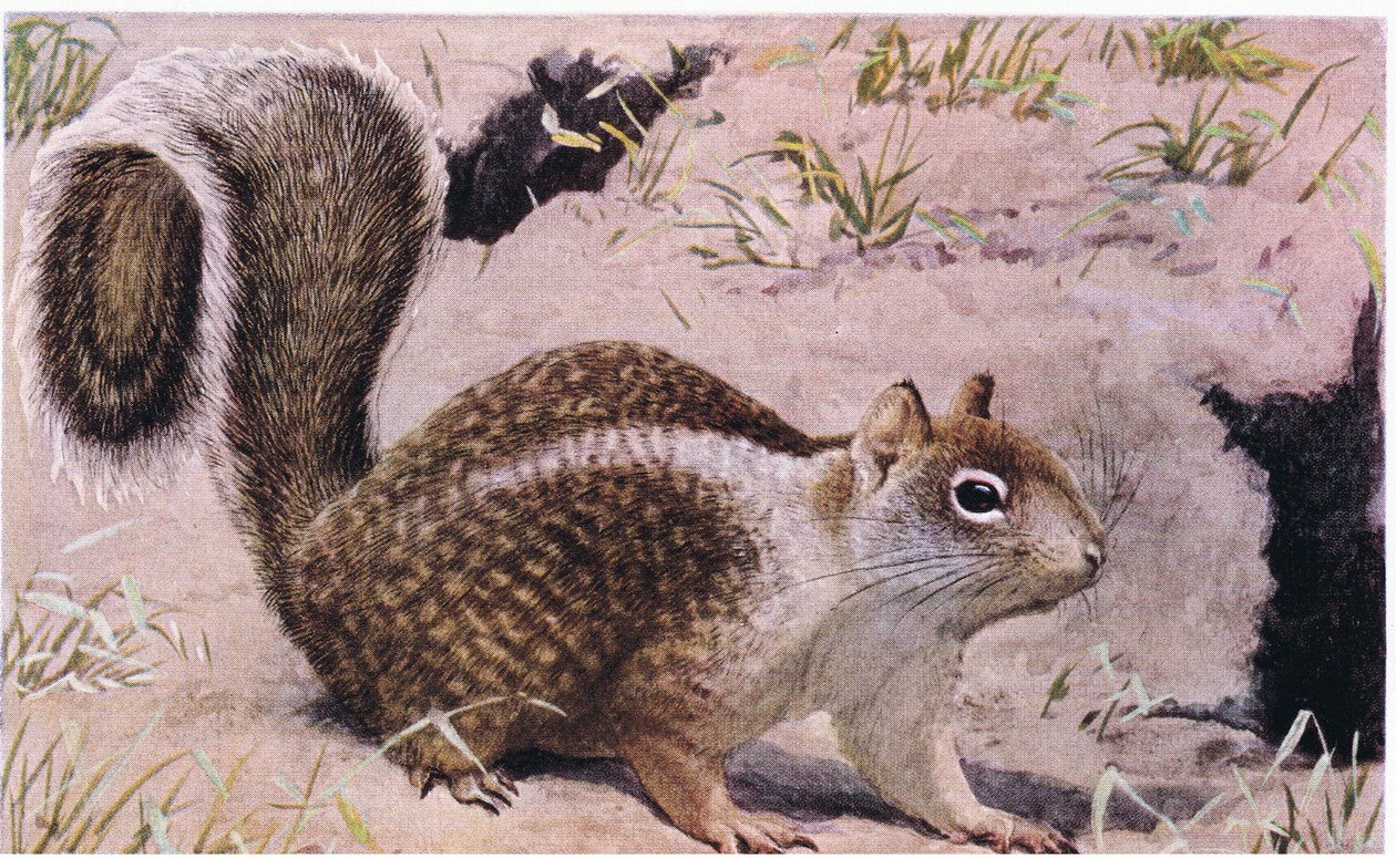 California Ground Squirrel lever under jorden och är en utmärkt grävare av Louis Agassiz Fuertes